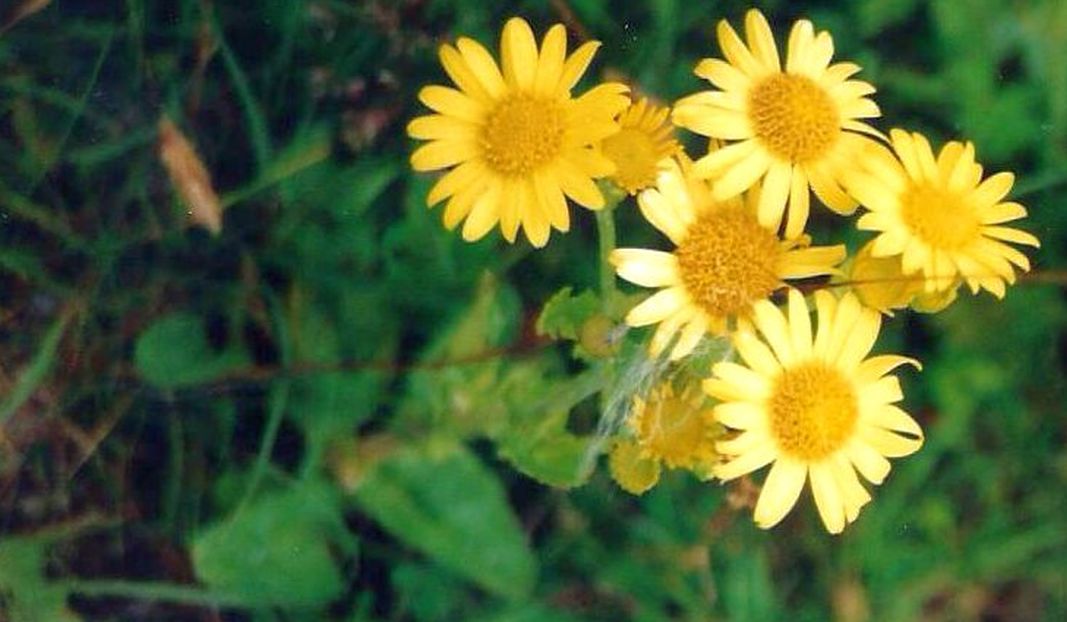 Dalle Shetland: Jacobaea aquatica ornata (Asteraceae)