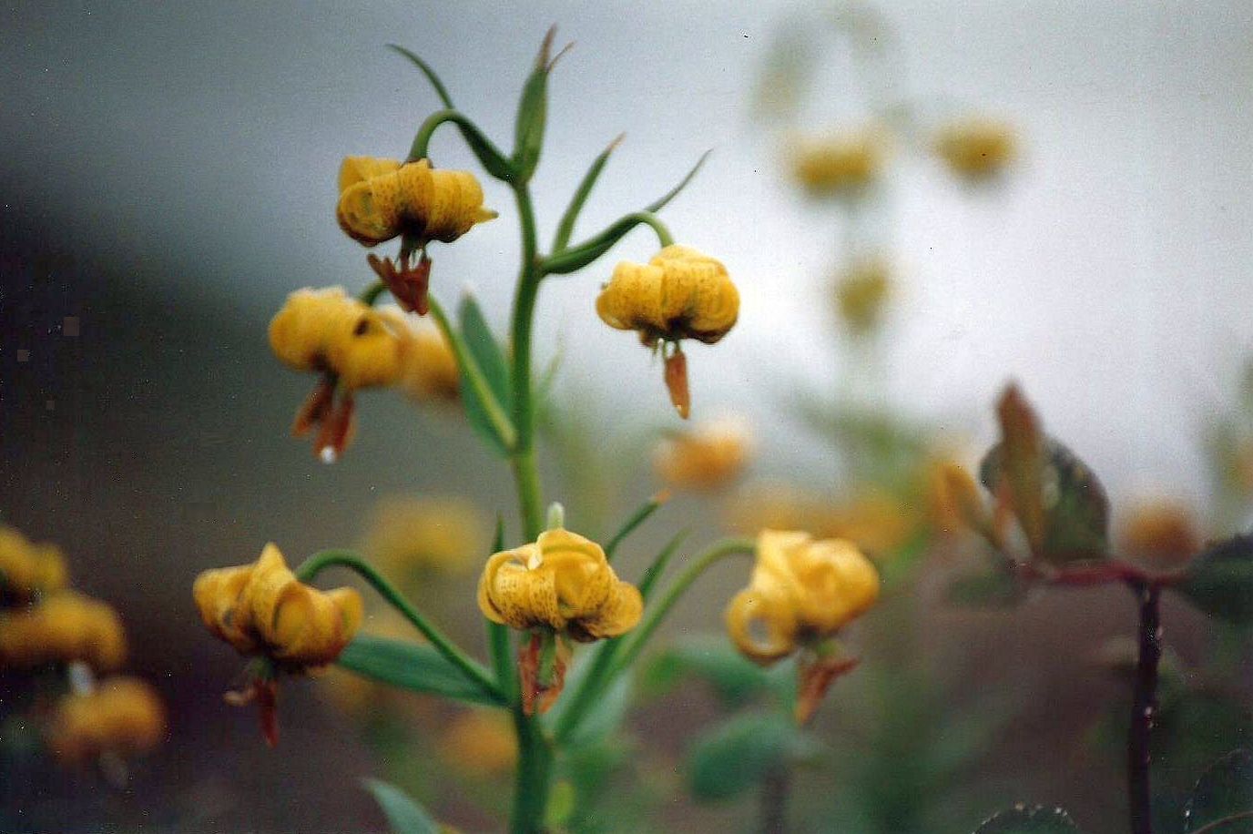 Dalle Shetland:  Lilium pyrenaicum