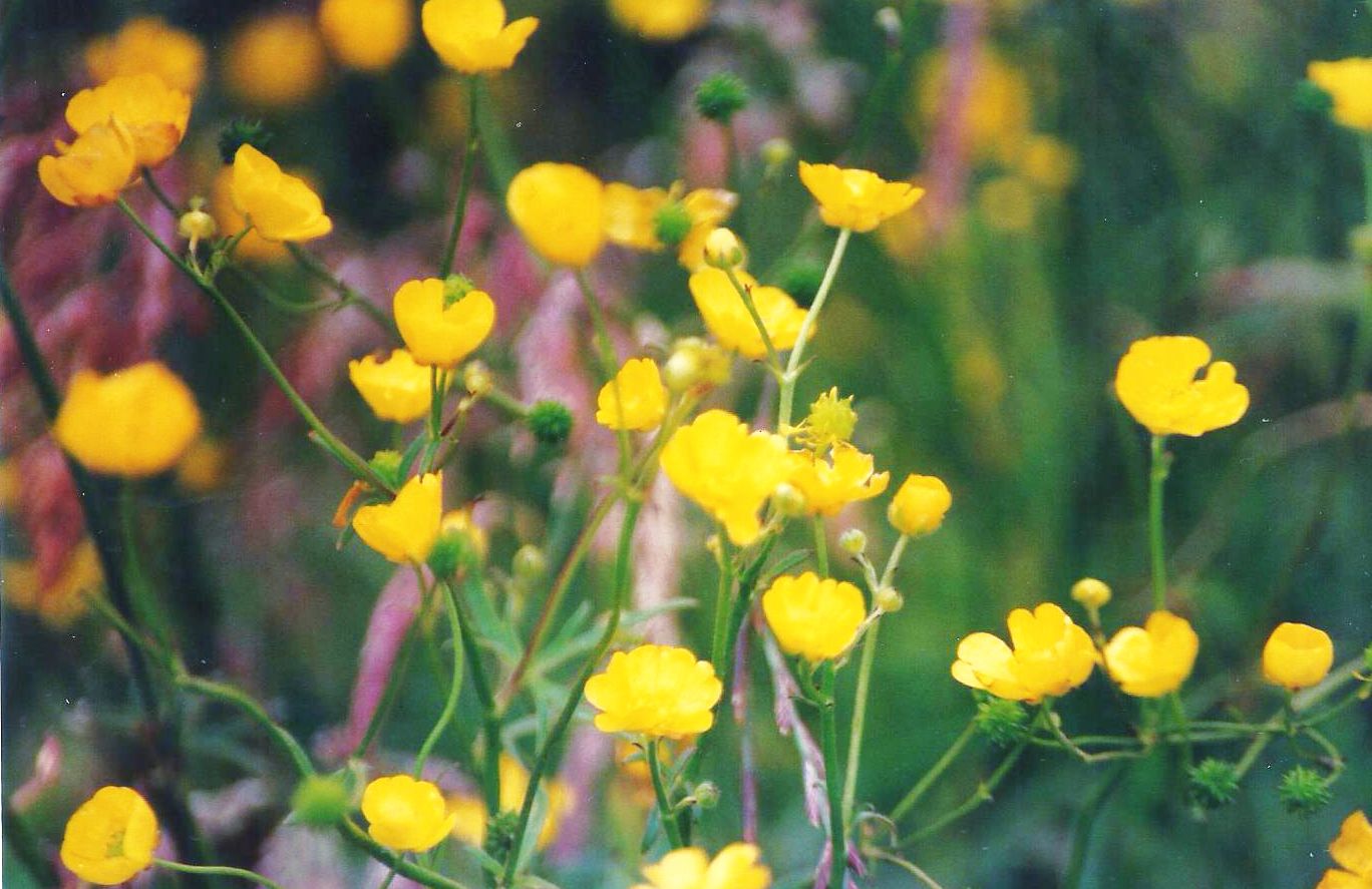 Dalle Shetland: Ranunculus sp.