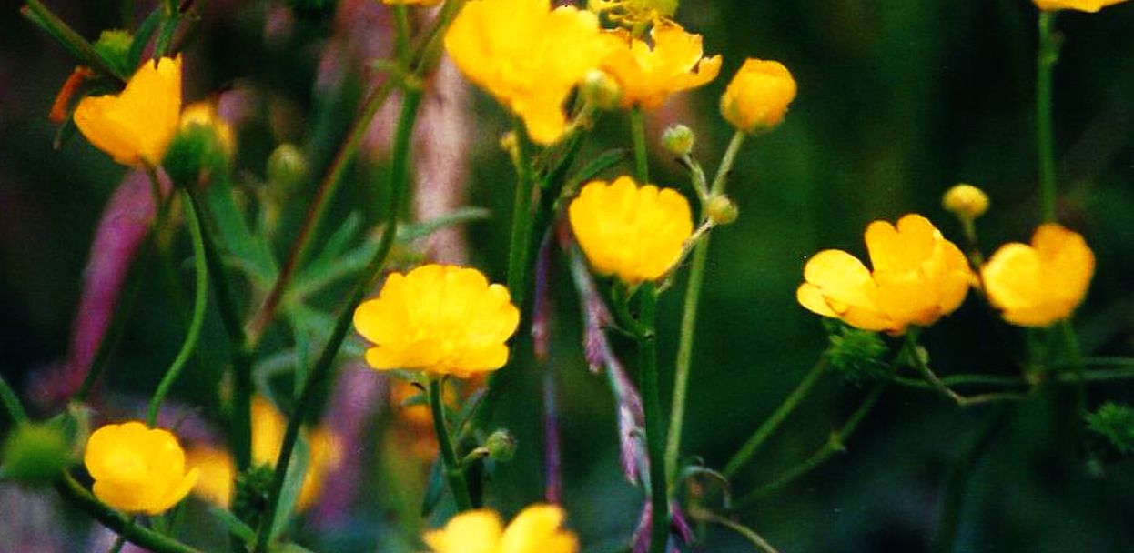Dalle Shetland: Ranunculus sp.