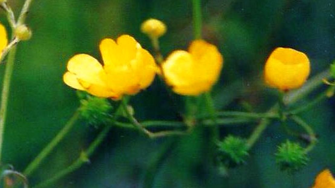 Dalle Shetland: Ranunculus sp.