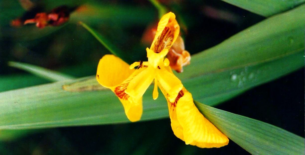 Dalle Shetland: Iris pseudacorus