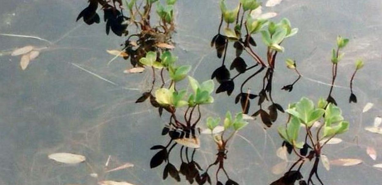 Dalle Shetland: Menyanthes trifoliata (Menyanthaceae)