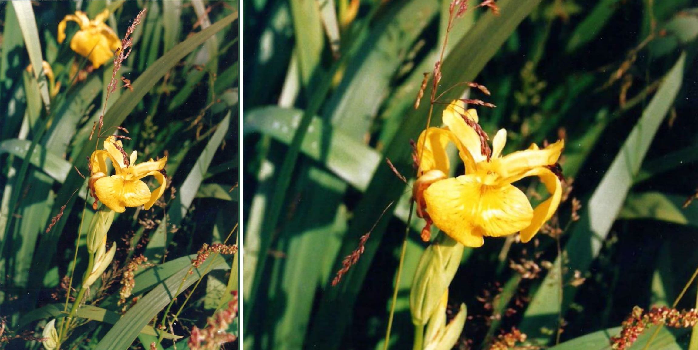 Dalle Shetland: Iris pseudacorus