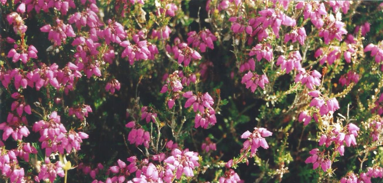 Dalle Shetland: Quale erica? Erica cinerea