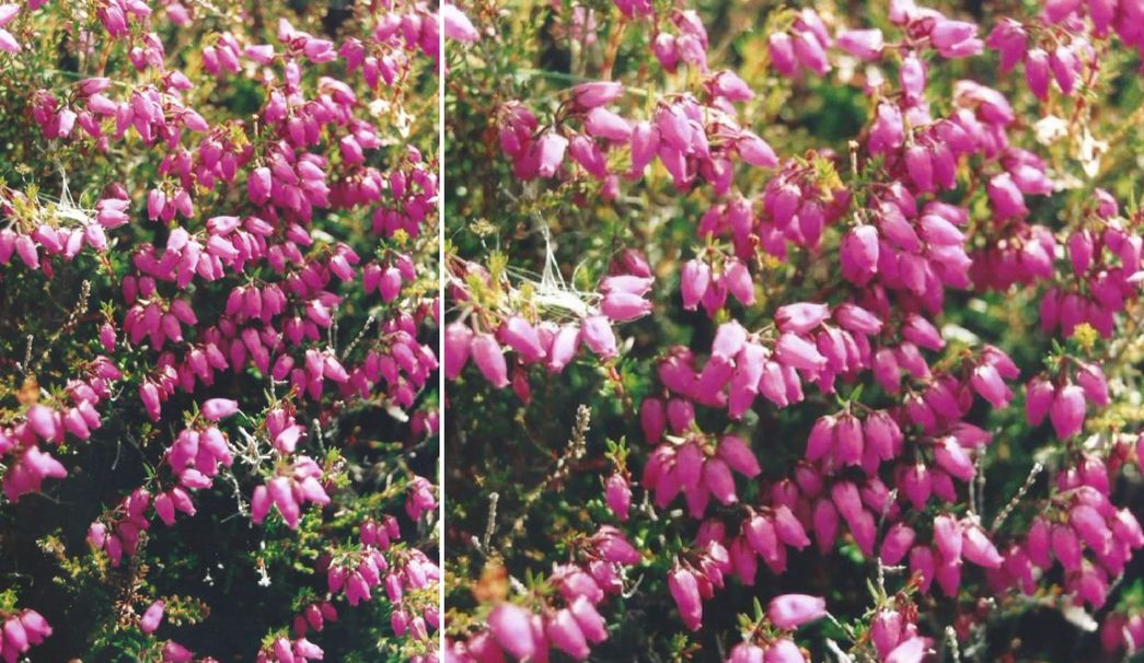 Dalle Shetland: Quale erica? Erica cinerea