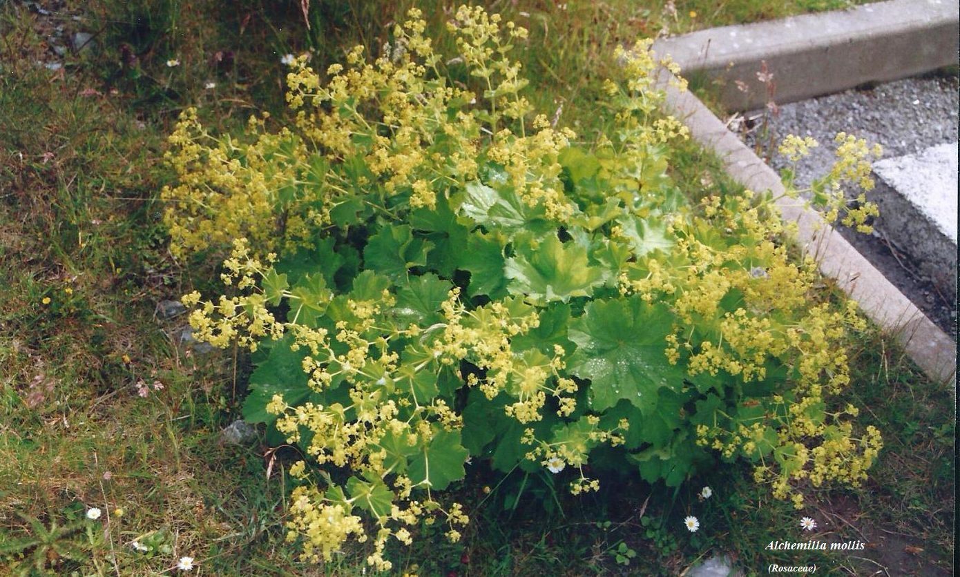 Dalle Shetland: Alchemilla mollis (Rosaceae)
