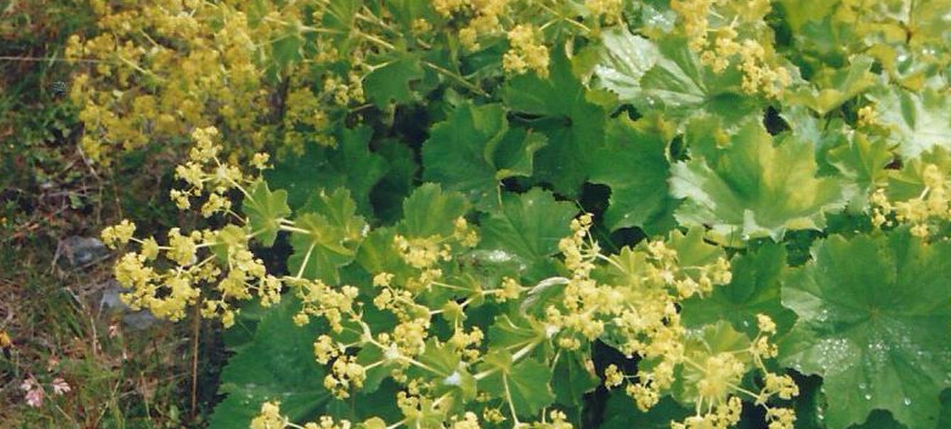 Dalle Shetland: Alchemilla mollis (Rosaceae)