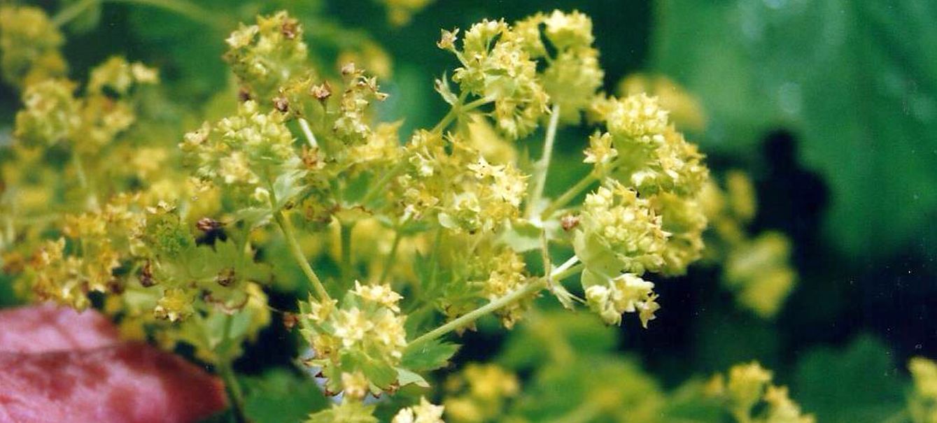 Dalle Shetland: Alchemilla mollis (Rosaceae)