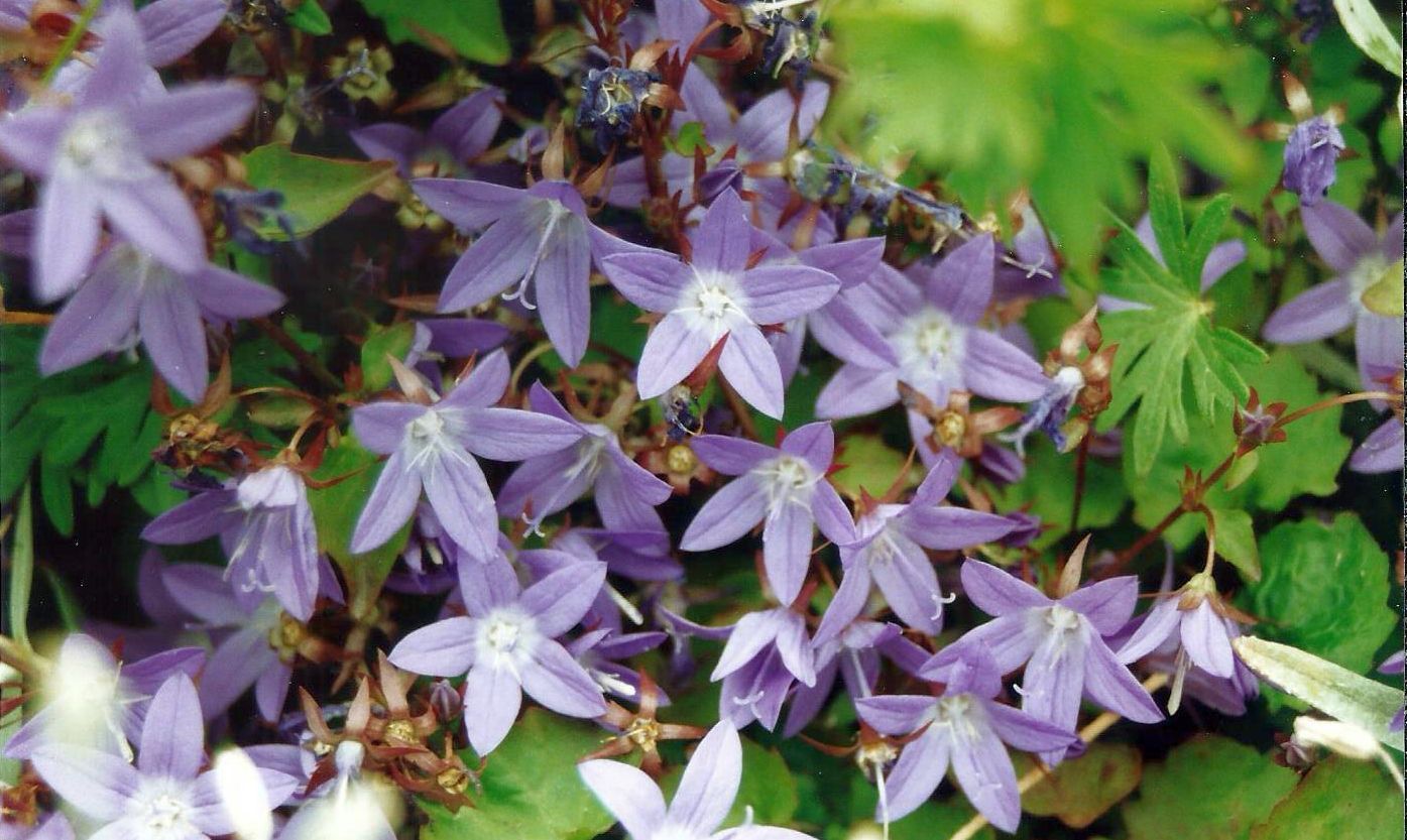 Dalle Shetland: Campanula poscharskyana