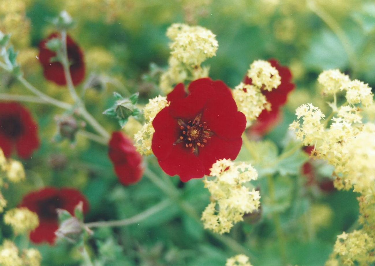 Dalle Shetland: Potentilla atropurpurea (Rosaceae)