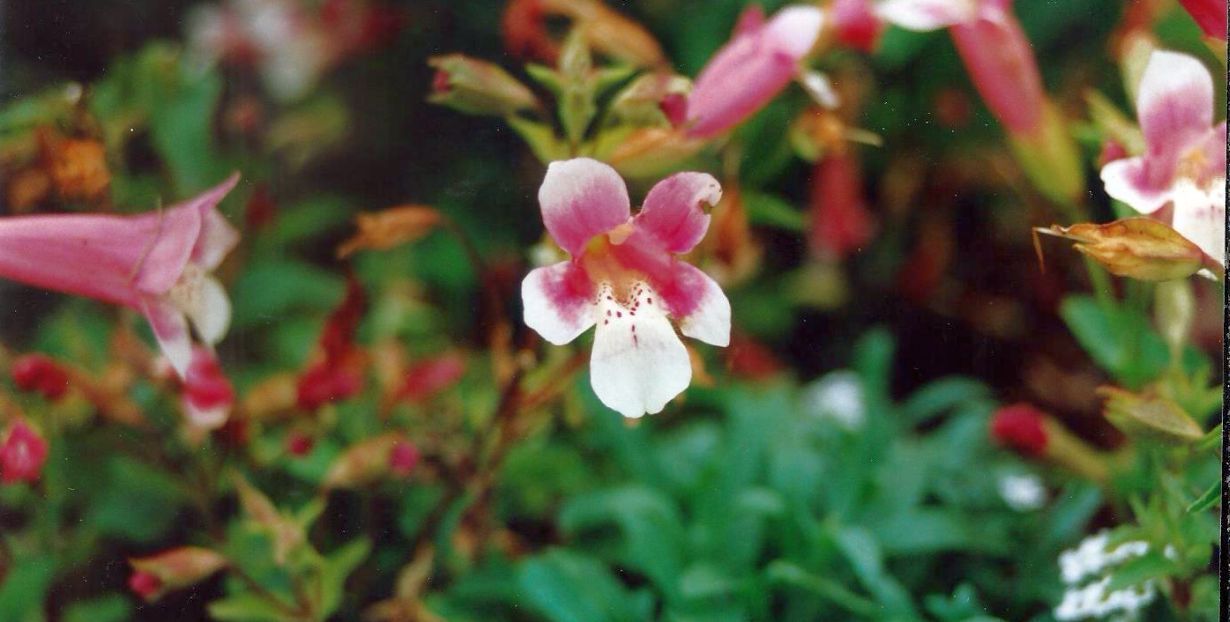 Dalle Shetland: Erythranthe naiandina(ex Mimulus naiandinus)