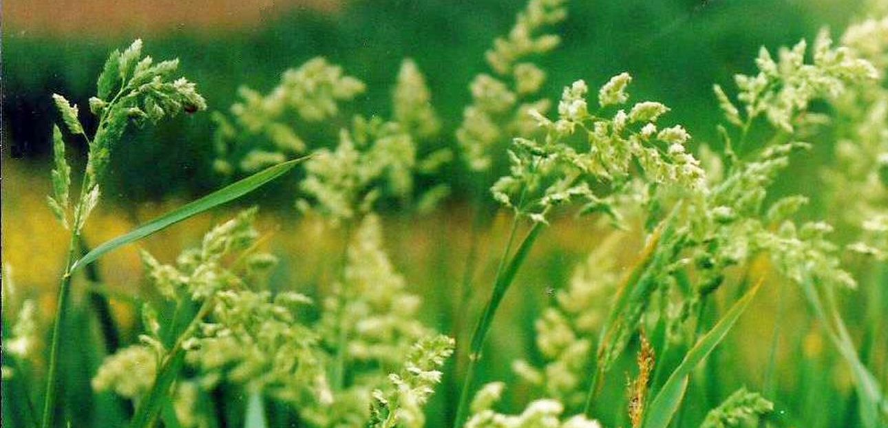 Dalle Shetland: Dactylis glomerata (Poaceae)