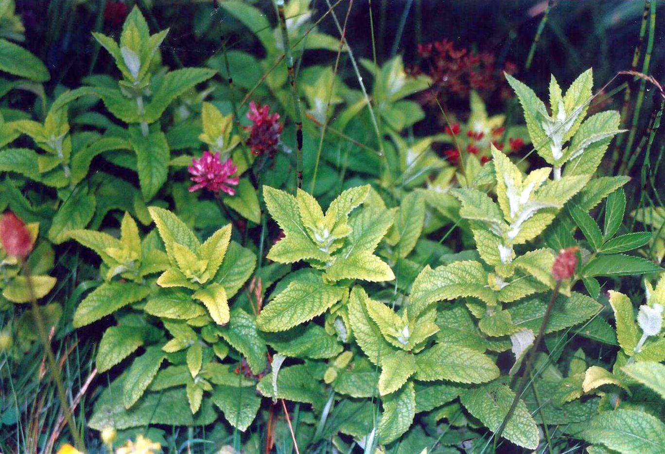 Dalle Shetland: Mentha longifolia(Lamiaceae) o un suo ibrido