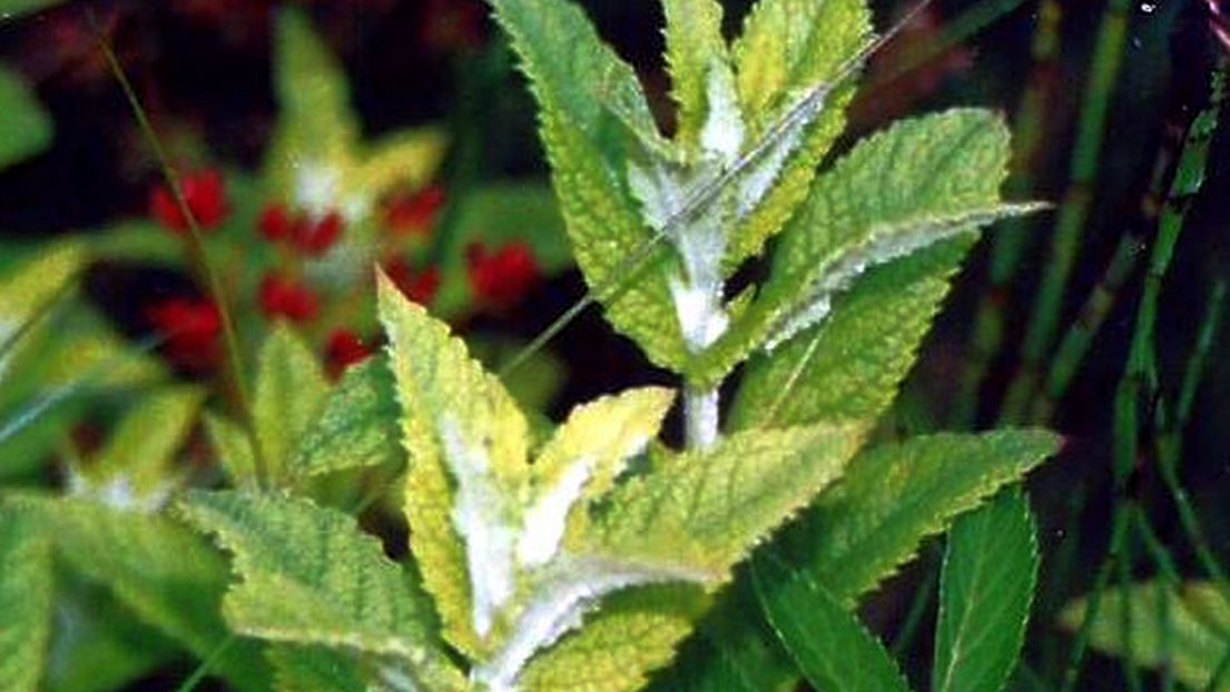 Dalle Shetland: Mentha longifolia(Lamiaceae) o un suo ibrido
