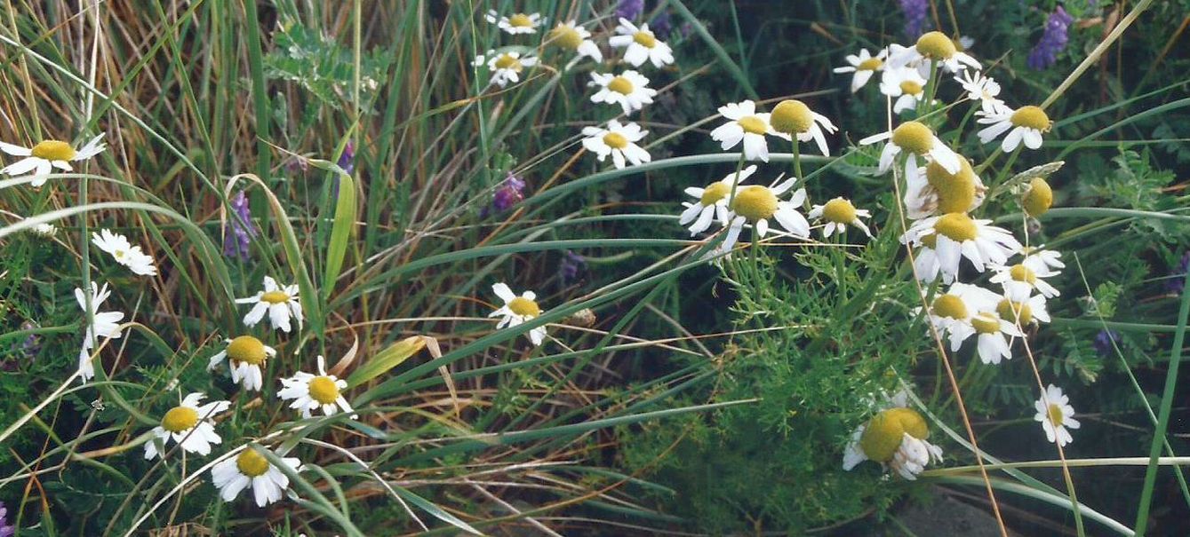 Dalle Shetland: Tripleurospermum inodorum (Asteraceae)