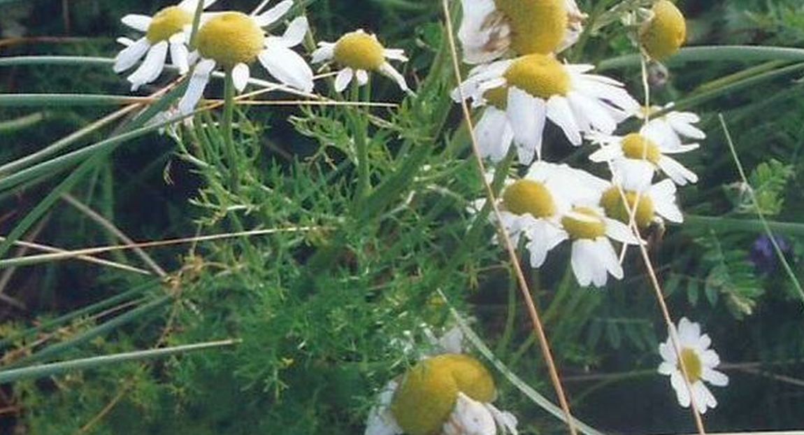 Dalle Shetland: Tripleurospermum inodorum (Asteraceae)