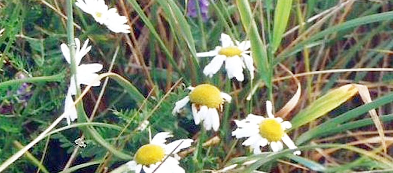 Dalle Shetland: Tripleurospermum inodorum (Asteraceae)