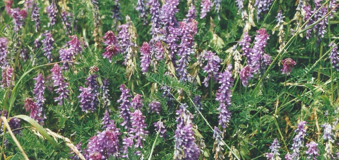 Dalle Shetland: Vicia villosa subsp. villosa (Fabaceae)