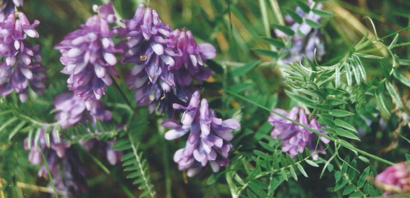 Dalle Shetland: Vicia villosa subsp. villosa (Fabaceae)