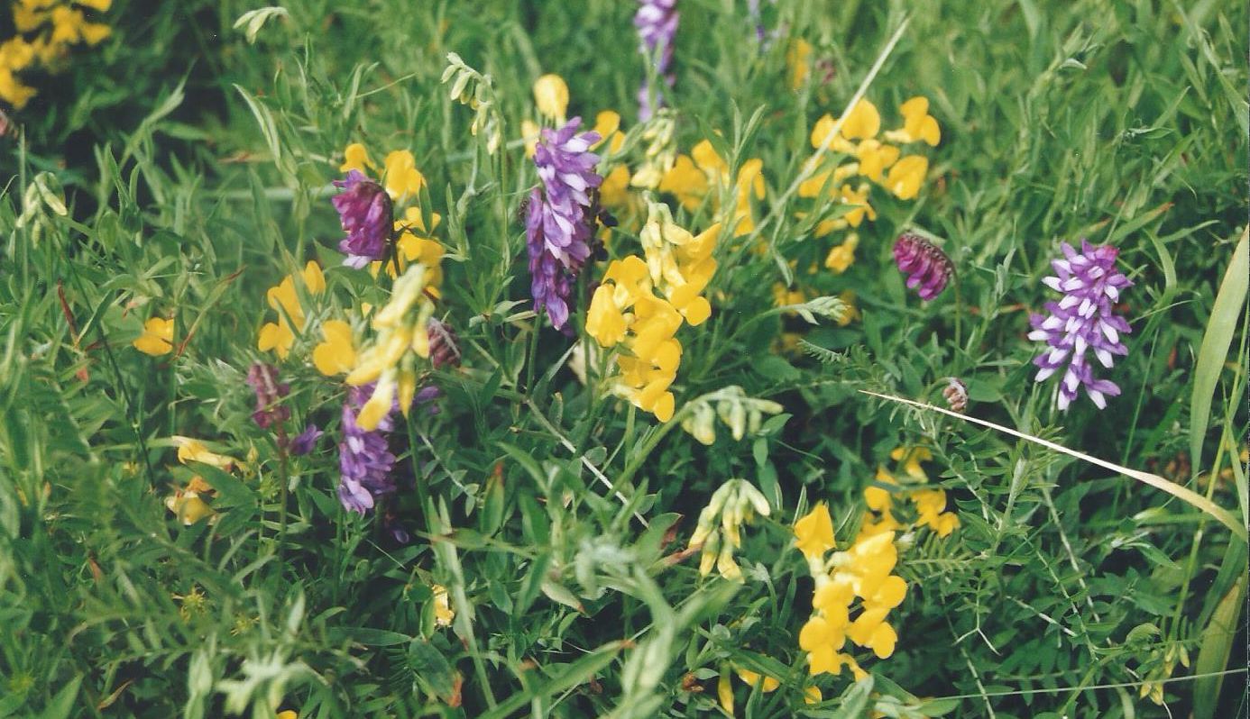 Dalle Shetland: Lathyrus pratensis (FAbaceae)