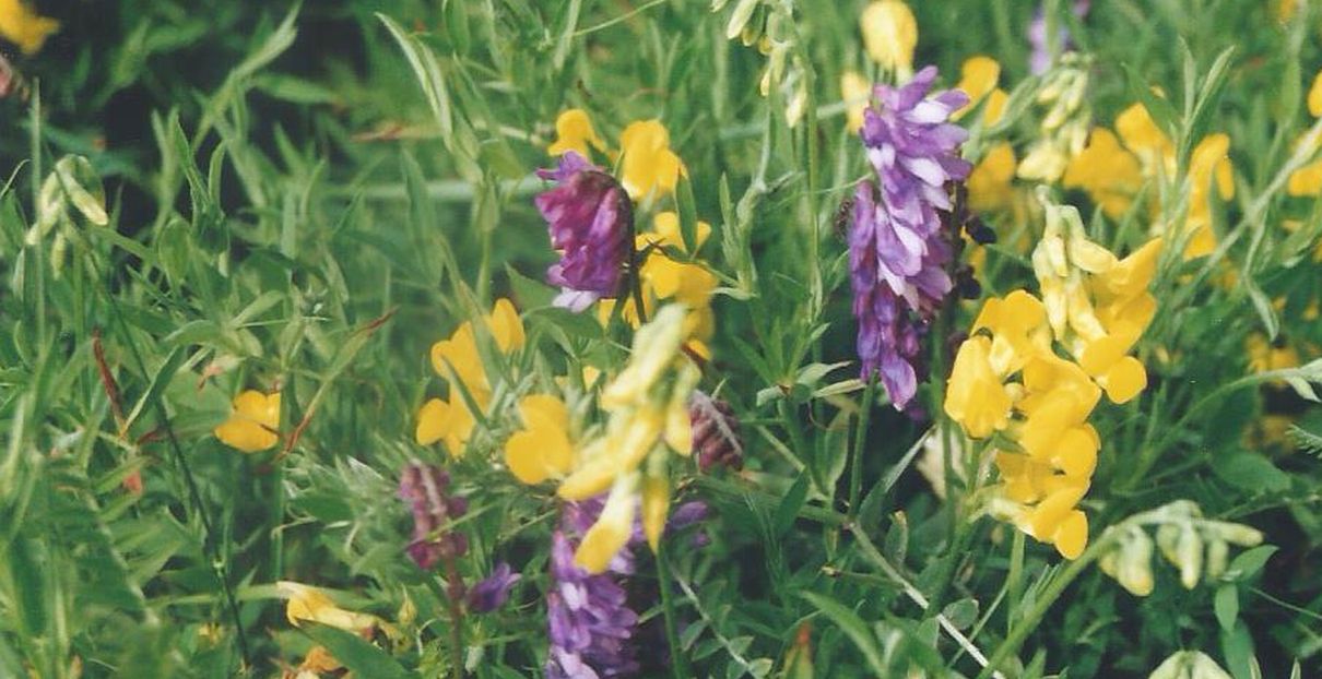 Dalle Shetland: Lathyrus pratensis (FAbaceae)