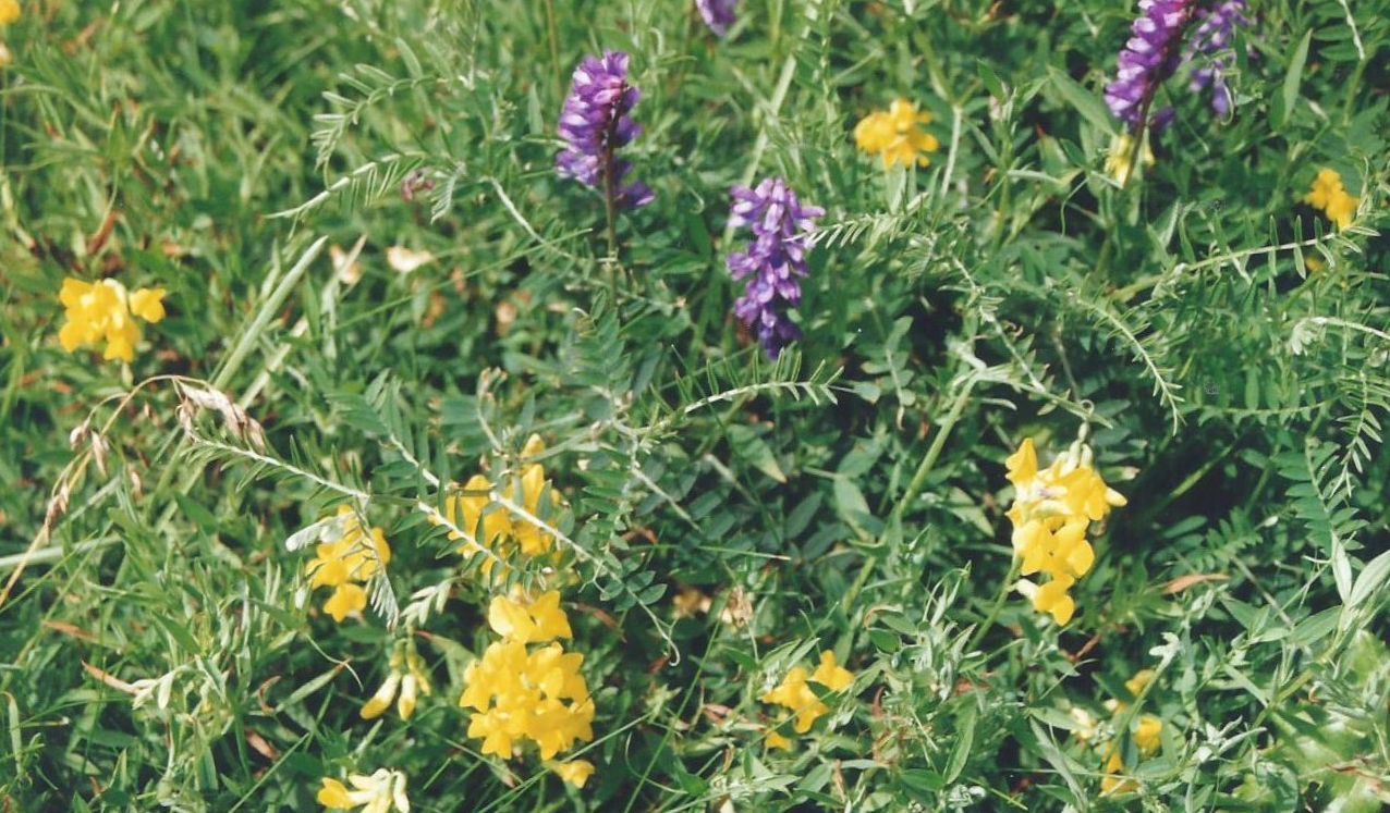 Dalle Shetland: Lathyrus pratensis (FAbaceae)