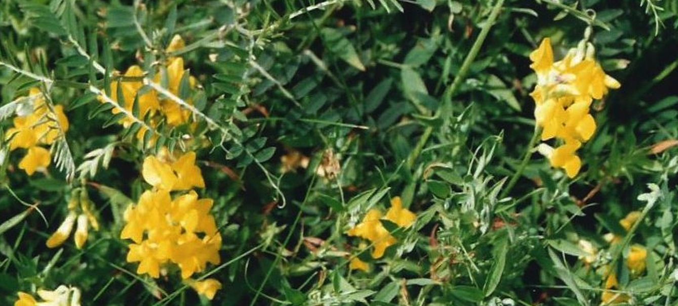 Dalle Shetland: Lathyrus pratensis (FAbaceae)