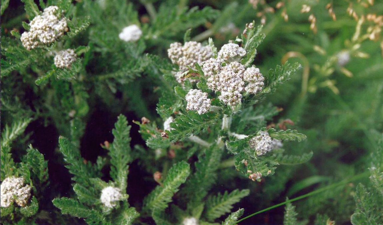 Dalle Shetland: piante medicinali... preistoriche