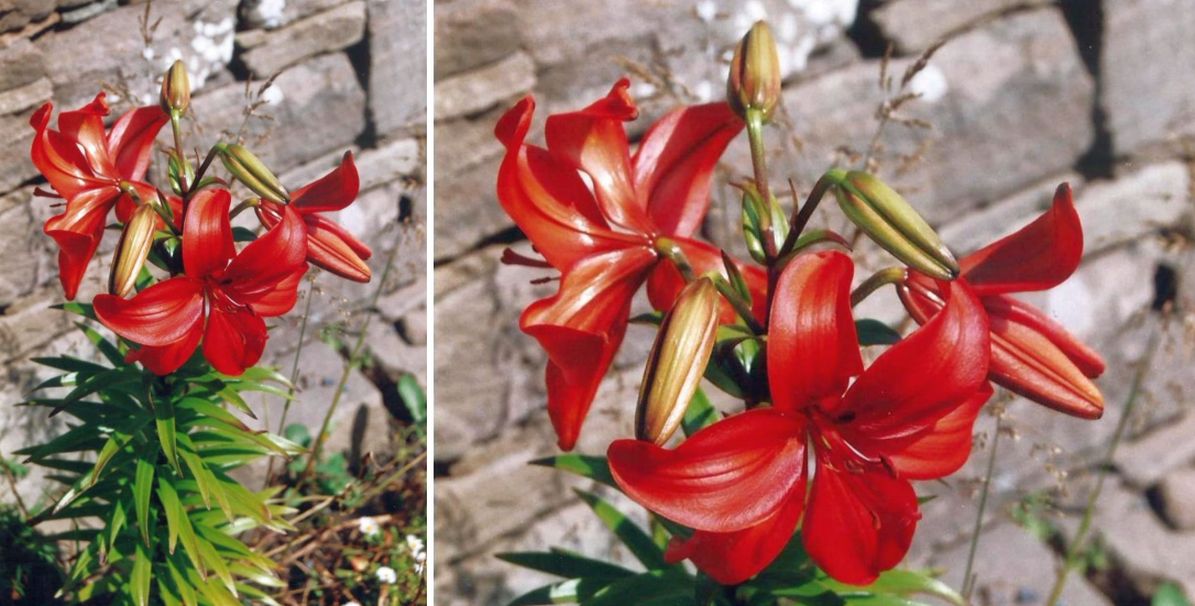 Dalle Shetland: ibrido di Lilium sp.