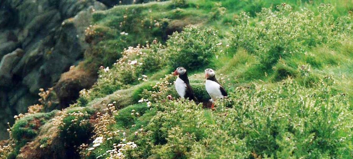 Dalle Shetland: Tripleurospermum maritimum: