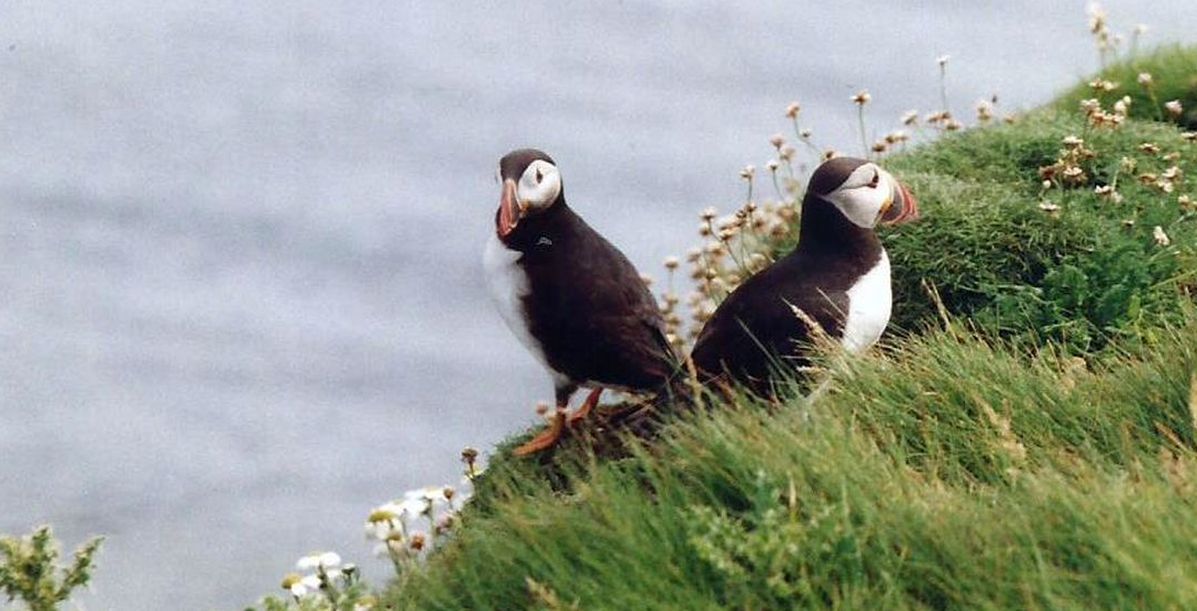 Dalle Shetland: Tripleurospermum maritimum: