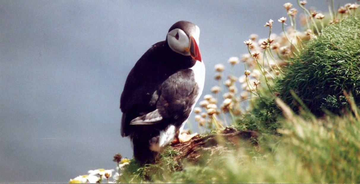 Dalle Shetland: Tripleurospermum maritimum: