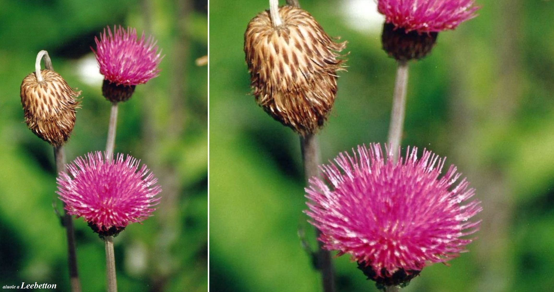 Dalle Shetland: Cirsium sp.