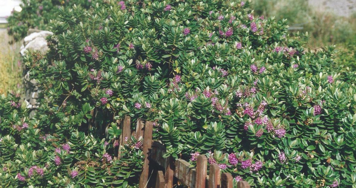 Dalle Shetland: ibrido o cv di  Hebe sp. (Plantaginaceae)