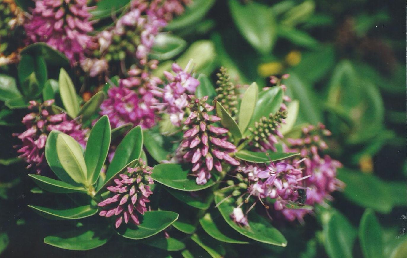 Dalle Shetland: ibrido o cv di  Hebe sp. (Plantaginaceae)