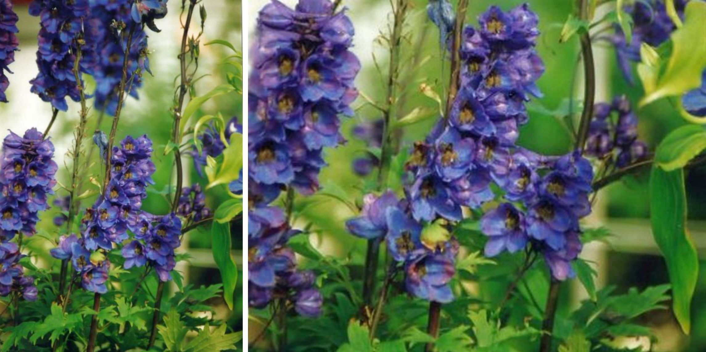 Dalle Shetland: cultivar di Delphinium sp. (Ranunculaceae)