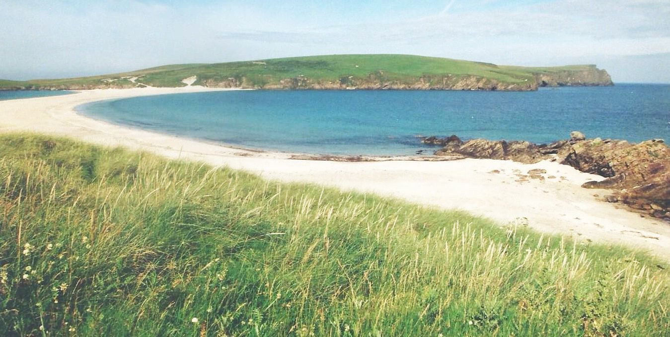 Dalle Shetland: Cakile maritima (Brassicaceae)