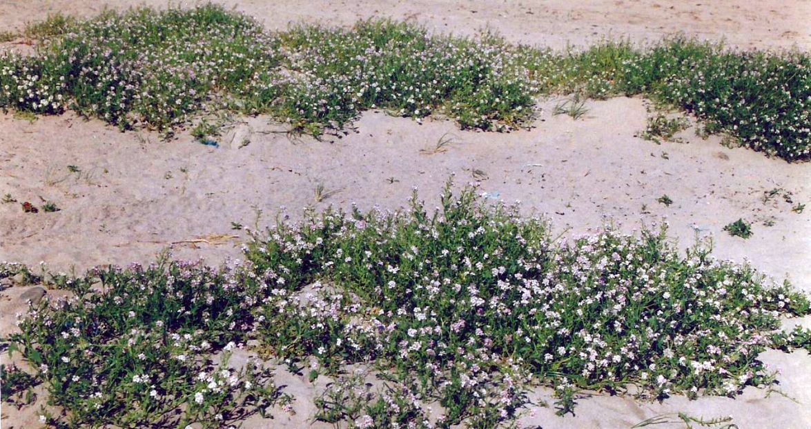 Dalle Shetland: Cakile maritima (Brassicaceae)