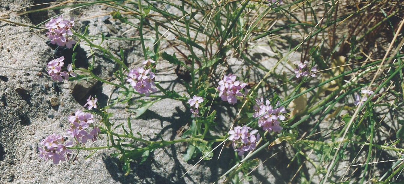 Dalle Shetland: Cakile maritima (Brassicaceae)