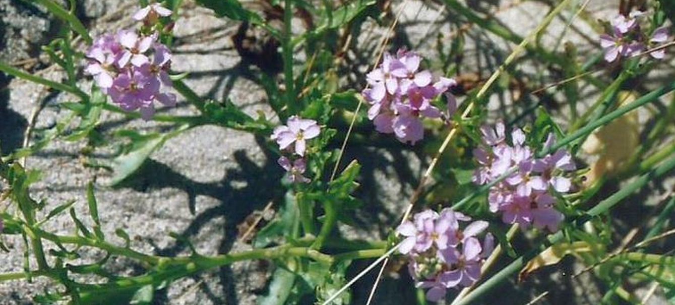 Dalle Shetland: Cakile maritima (Brassicaceae)