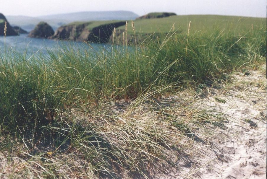 Dalle Shetland: Ammophila breviligulata (Poaceae)