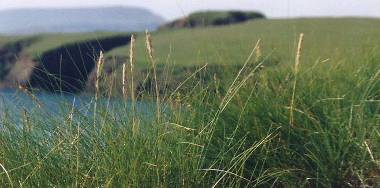 Dalle Shetland: Ammophila breviligulata (Poaceae)