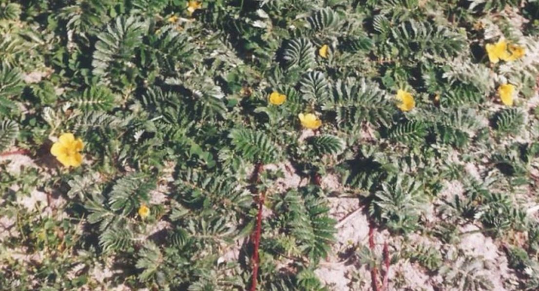 Dalle Shetland: Potentilla anserina (Rosaceae)