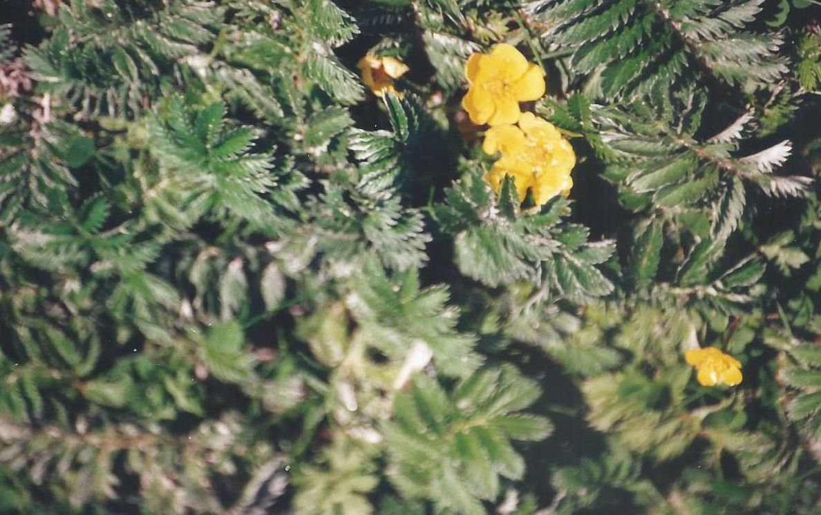 Dalle Shetland: Potentilla anserina (Rosaceae)