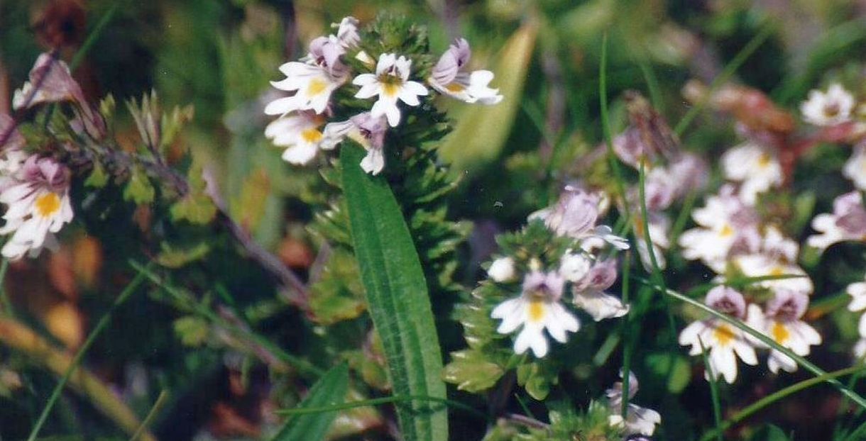 Dalle Shetland: Euphrasia sp. (Orobanchaceae)