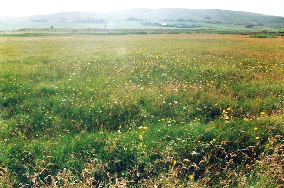 Dalle Shetland: Potentilla erecta (Rosaceae)