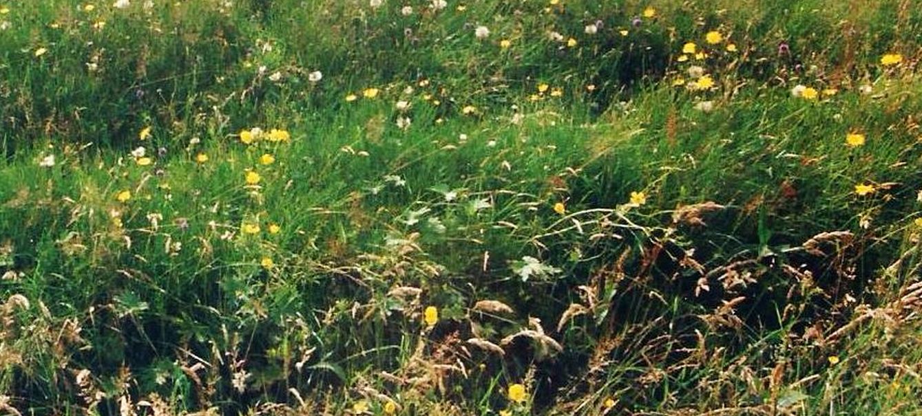 Dalle Shetland: Potentilla erecta (Rosaceae)