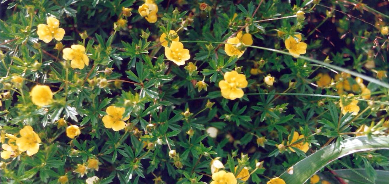 Dalle Shetland: Potentilla erecta (Rosaceae)