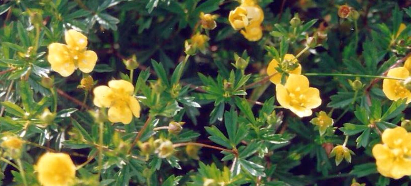 Dalle Shetland: Potentilla erecta (Rosaceae)